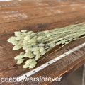 Phalaris - Green