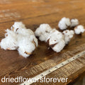 Cotton Bolls (Balls) - 10 Heads
