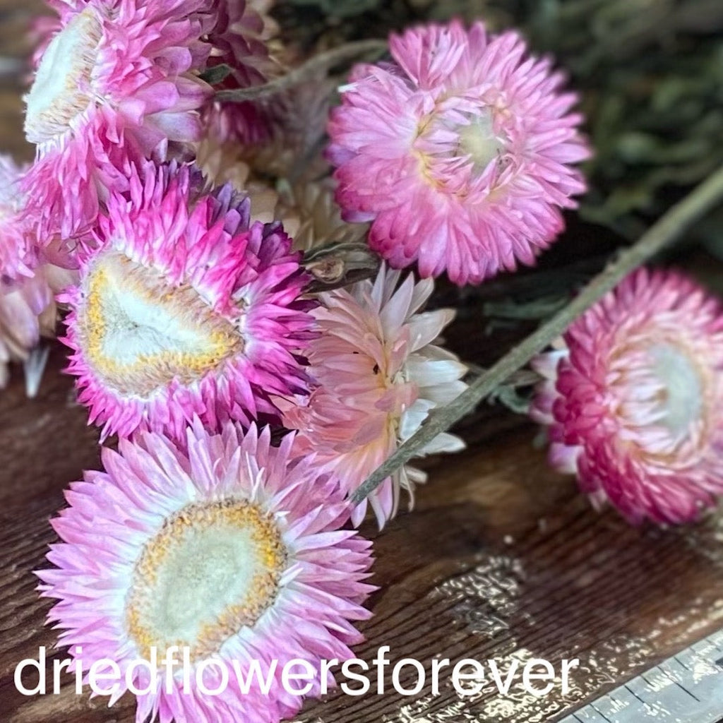 Strawflowers (Helichrysum) - Pink