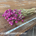 Gomphrena (Globe Amaranth) - Purple