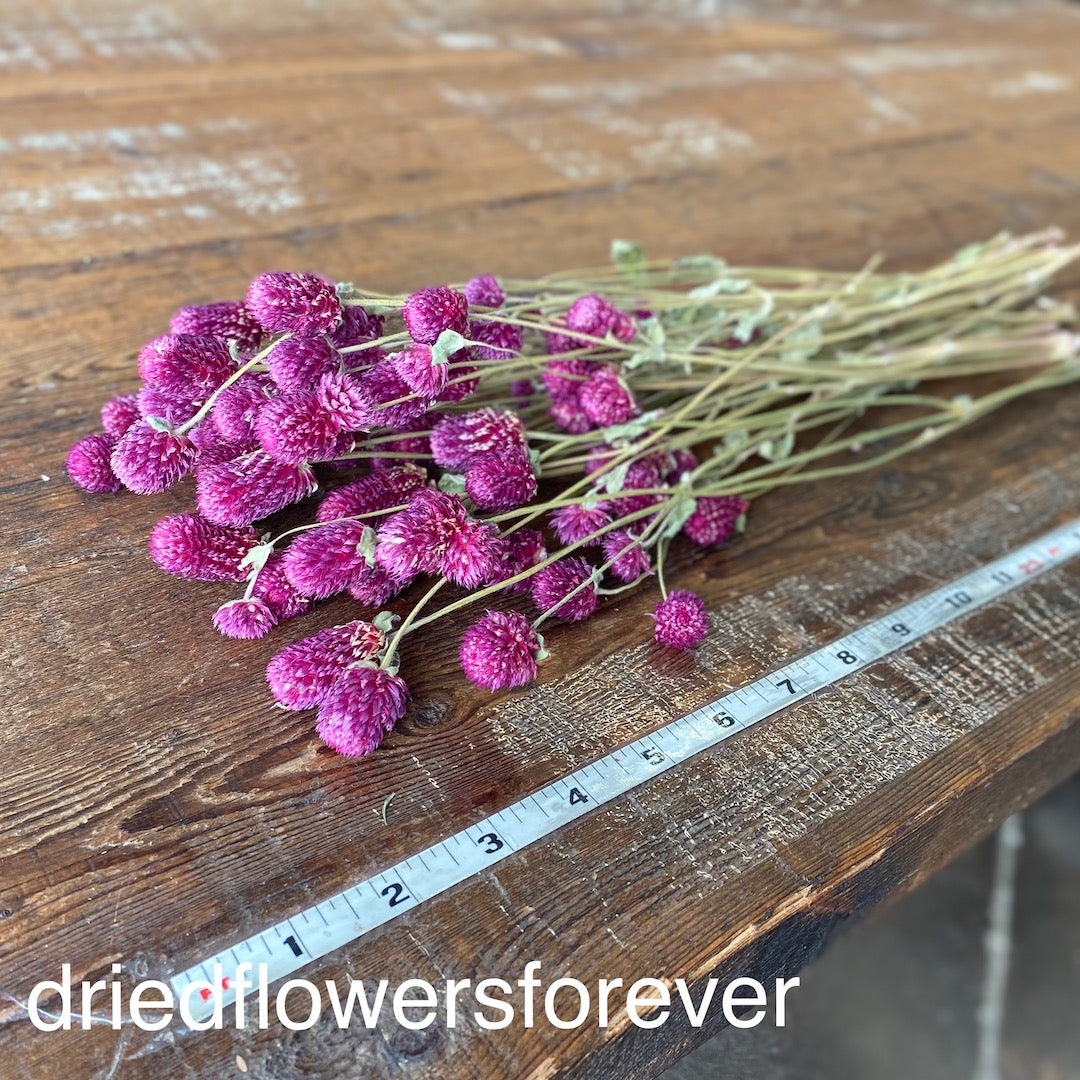 Gomphrena (Globe Amaranth) - Purple