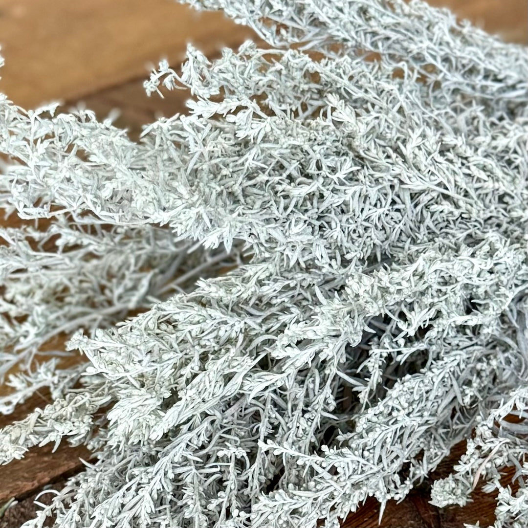 Artemisia - Silver King