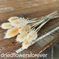 Teasel - White