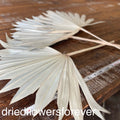 Sun Palm Fans - 3 Stems - Natural