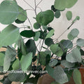 Eucalyptus - Silver Dollar - Populus (Preserved)