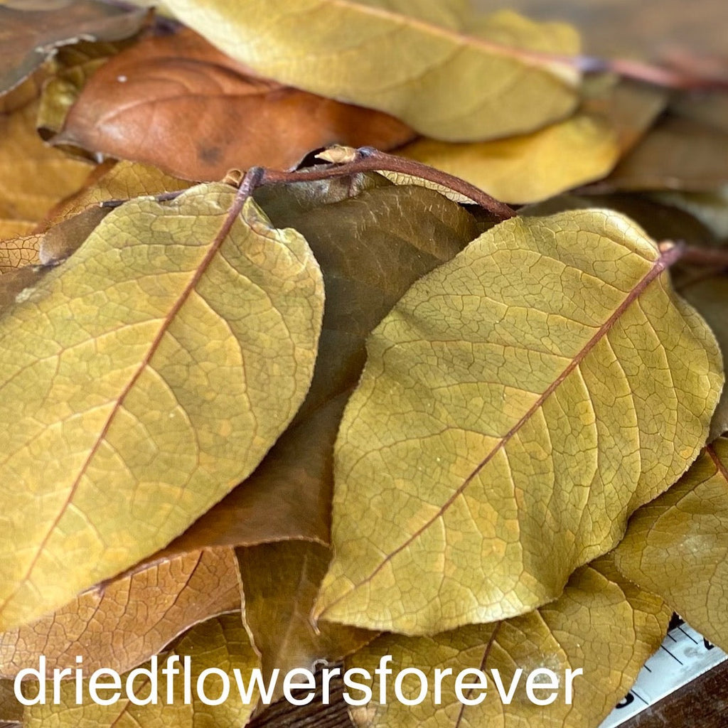 Lemon Leaf (Salal) - Copper Brown (Preserved)