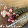 Strawflowers (Helichrysum) - Salmon