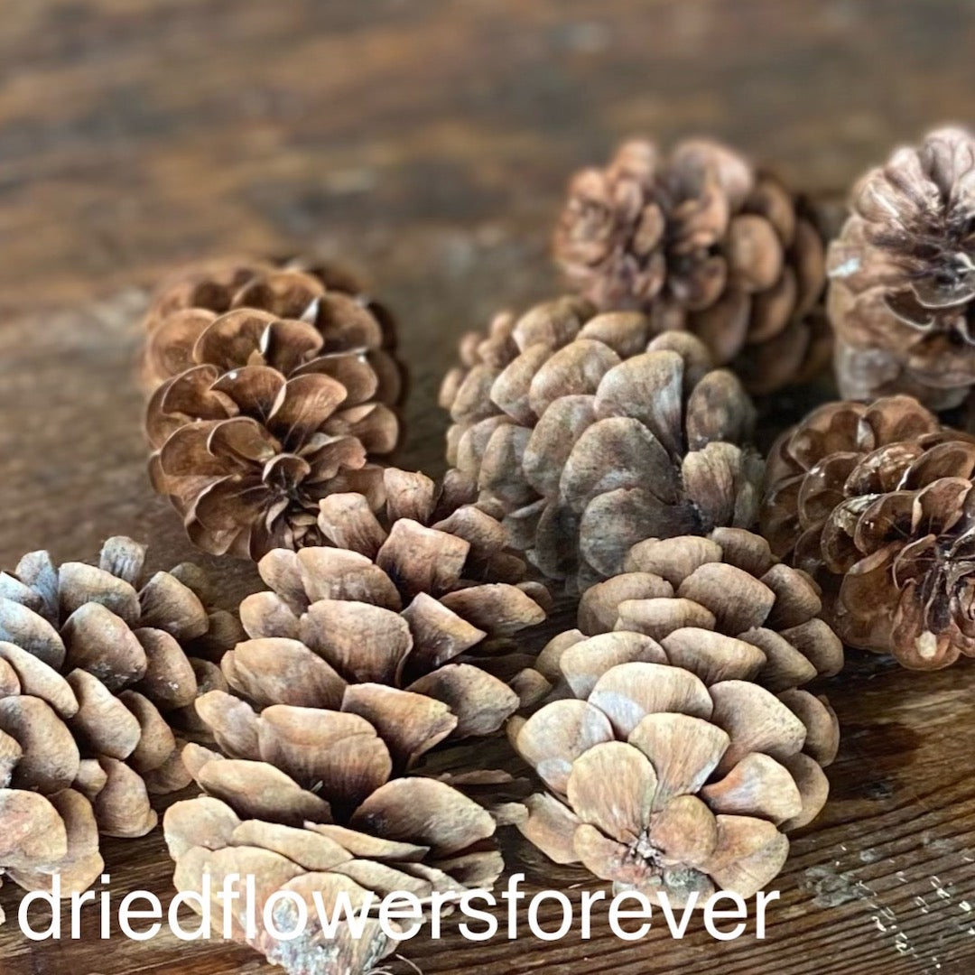 Pine Cones - 10 Heads