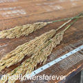Reed Grass (Preserved) - 3 Stems