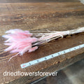 Bunny Tail Grass (Lagurus) - Pink