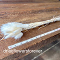 Bunny Tail Grass (Lagurus) - Ivory