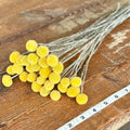 Billy Balls (Craspedia) - Yellow