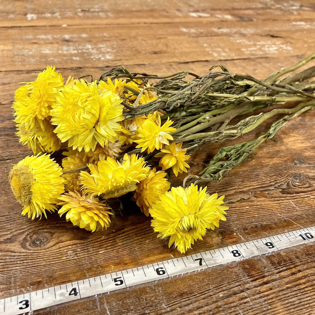 Strawflowers (Helichrysum) - Yellow