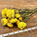 Strawflowers (Helichrysum) - Yellow